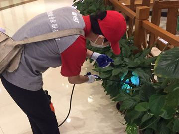 蘇州商場綠化滅蚊蠅現場