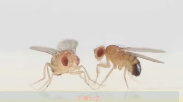 如何消滅水果“伴侶” 果蠅 之 消除果蠅成蟲 ① 紙漏鬥滅果蠅”