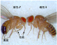 如何消滅水果“伴侶” 果蠅 之 消除果蠅成蟲 ② 用碗滅殺果蠅